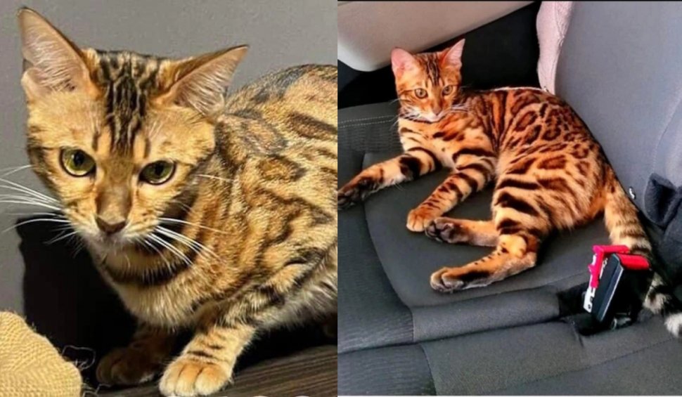 Cea mai căutată pisică din România. Recompensă de 1.000 de euro dacă o găsești: "Are o valoare sentimentală inestimabilă”