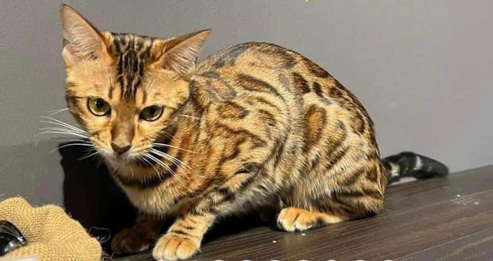 Cea mai căutată pisică din România. Recompensă de 1.000 de euro dacă o găsești: "Are o valoare sentimentală inestimabilă” 851329
