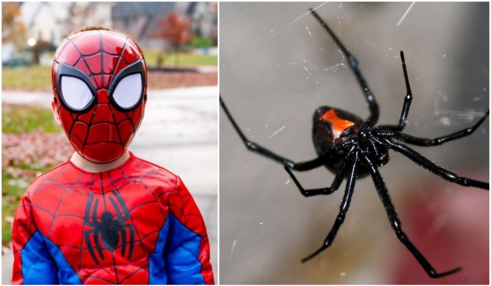 Un băiat de opt ani s-a lăsat înţepat de un păianjen otrăvitor, din specia Văduva Neagră, pentru a deveni Spider-man