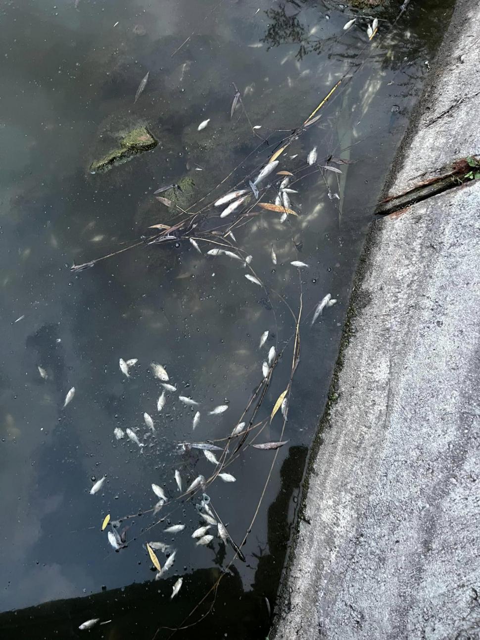 Mii de peşti au murit într-un lac din Cluj-Napoca. Cauza acestui dezastru ecologic 851799