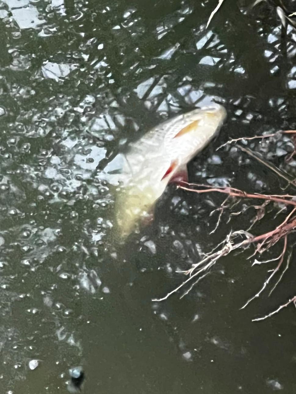 Mii de peşti au murit într-un lac din Cluj-Napoca. Cauza acestui dezastru ecologic 851801