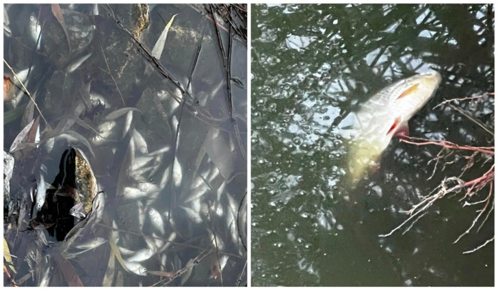 Mii de peşti au murit într-un lac din Cluj-Napoca. Cauza acestui dezastru ecologic