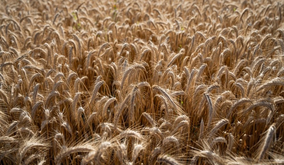 România creşte capacitatea de tranzit a cerealelor din Ucraina. Anunţul făcut de ministrul Sorin Grindeanu
