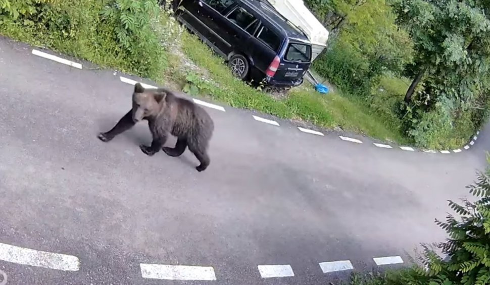 Alertă maximă în Ploieşti. Un urs este căutat cu drona pe străzi