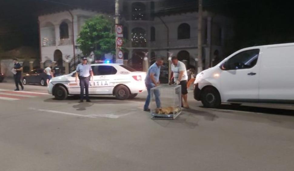 Un câine lovit de o maşină a fost îngrijit de poliţiştii din Alexandria până a venit ambulanţa 852182