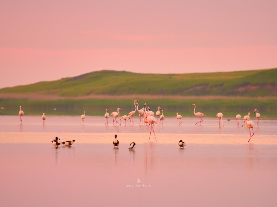 Imagini spectaculoase cu păsări Flamingo, surprinse pe lacurile Tuzla și Nuntași din Dobrogea 852501
