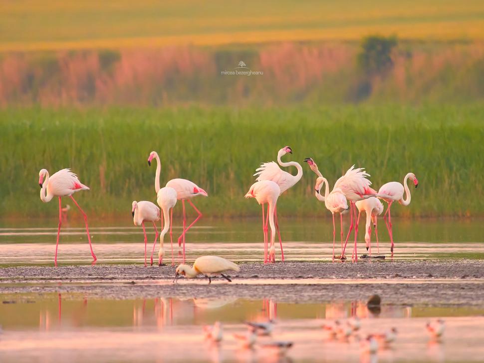 Imagini spectaculoase cu păsări Flamingo, surprinse pe lacurile Tuzla și Nuntași din Dobrogea 852502