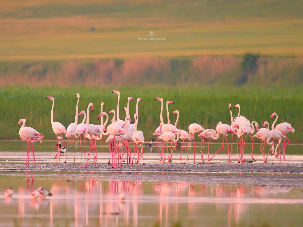 Imagini spectaculoase cu păsări Flamingo, surprinse pe lacurile Tuzla și Nuntași din Dobrogea 852503