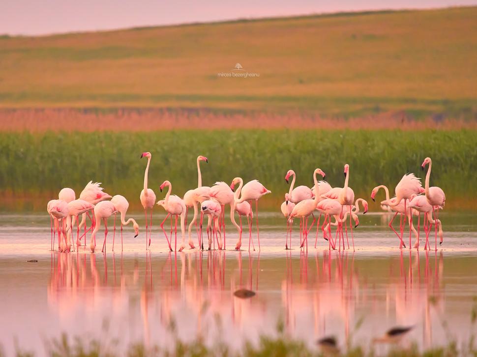 Imagini spectaculoase cu păsări Flamingo, surprinse pe lacurile Tuzla și Nuntași din Dobrogea 852504