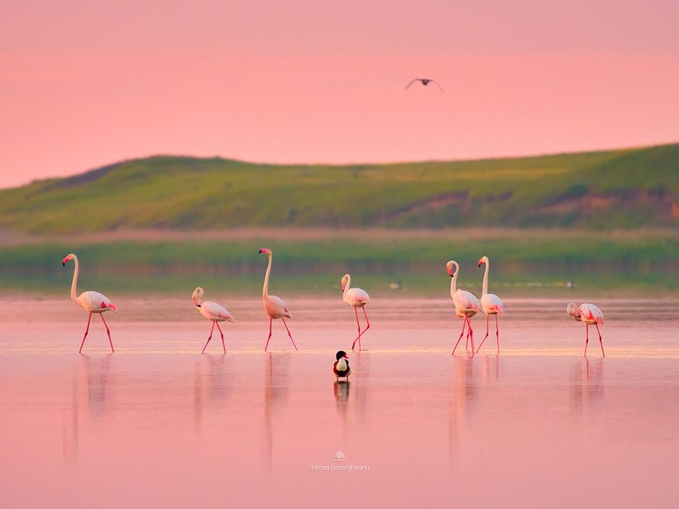 Imagini spectaculoase cu păsări Flamingo, surprinse pe lacurile Tuzla și Nuntași din Dobrogea 852505