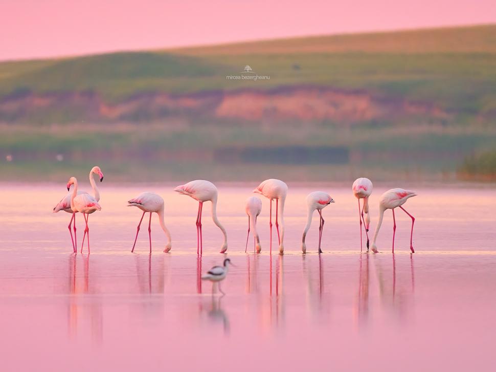 Imagini spectaculoase cu păsări Flamingo, surprinse pe lacurile Tuzla și Nuntași din Dobrogea 852506