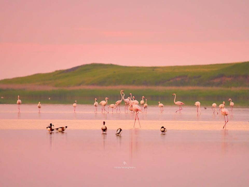 Imagini spectaculoase cu păsări Flamingo, surprinse pe lacurile Tuzla și Nuntași din Dobrogea 852507