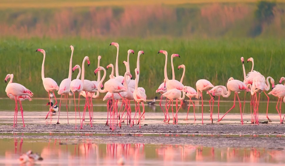 Imagini spectaculoase cu păsări Flamingo, surprinse pe lacurile Tuzla și Nuntași din Dobrogea