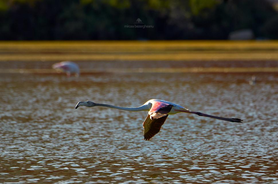 Imagini spectaculoase cu păsări Flamingo, surprinse pe lacurile Tuzla și Nuntași din Dobrogea 852510
