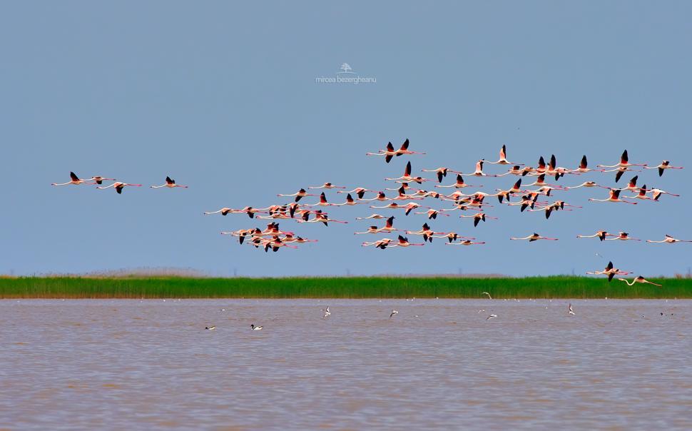 Imagini spectaculoase cu păsări Flamingo, surprinse pe lacurile Tuzla și Nuntași din Dobrogea 852511