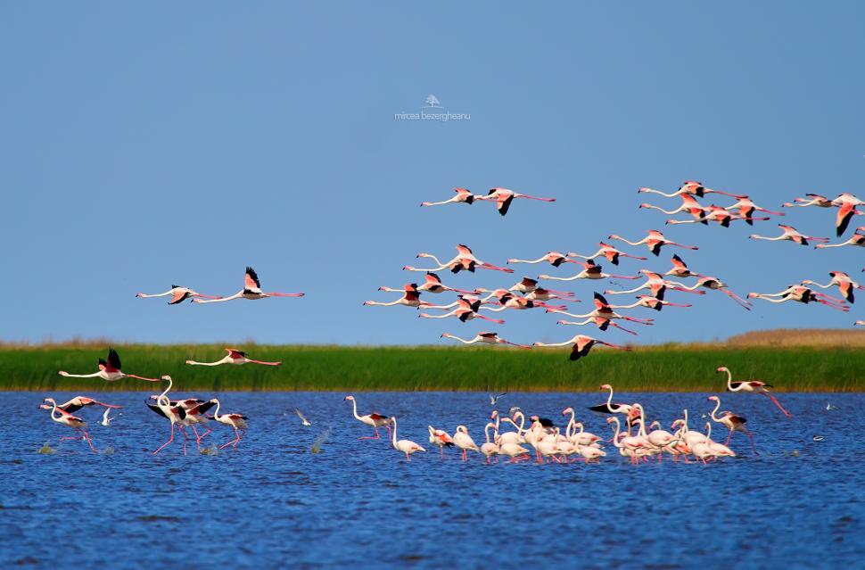 Imagini spectaculoase cu păsări Flamingo, surprinse pe lacurile Tuzla și Nuntași din Dobrogea 852512