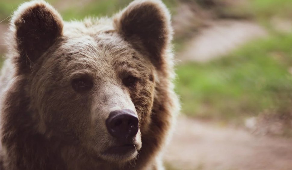 "Prahovenii păcăliți de urs". Autoritățile din Ploiești, puse pe jar de ursul care îi terorizează pe locuitori. Animalul, căutat din nou cu drona