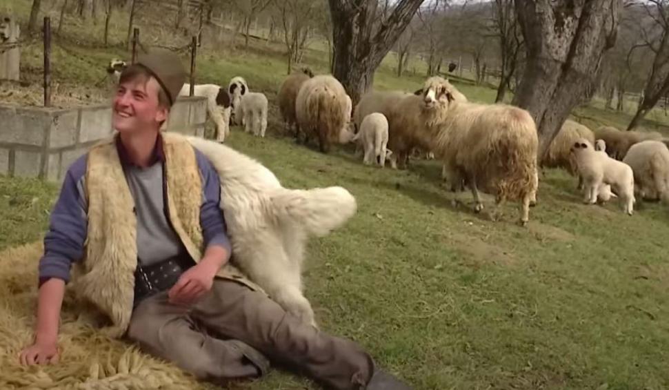 ”E atâta de greu printre străini” Ionuț a ales să revină în satul natal, în Mureș, pentru a crește oi, după ce a muncit din greu în Germania 852695