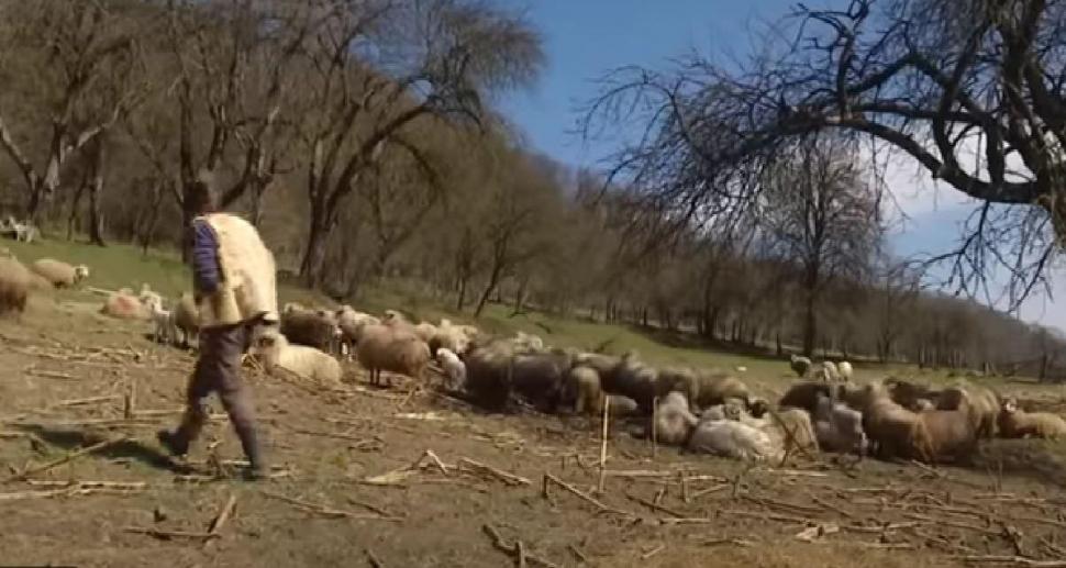 ”E atâta de greu printre străini” Ionuț a ales să revină în satul natal, în Mureș, pentru a crește oi, după ce a muncit din greu în Germania 852698