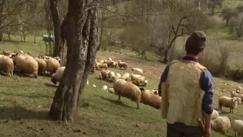 ”E atâta de greu printre străini” Ionuț a ales să revină în satul natal, în Mureș, pentru a crește oi, după ce a muncit din greu în Germania 852699