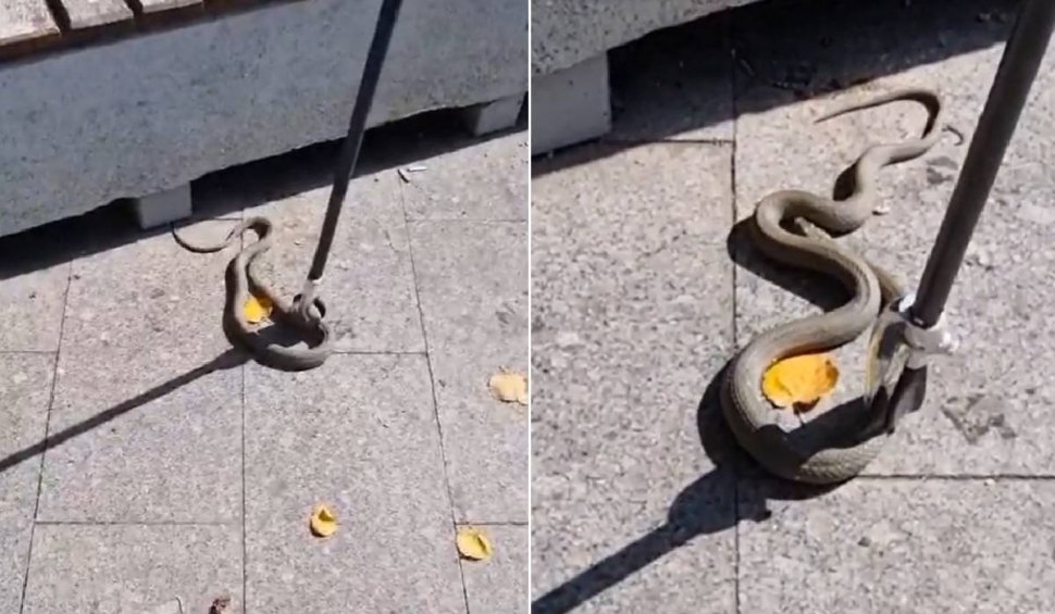 Panică la Galați: Un șarpe și-a făcut apariția într-un parc în care se jucau mai mulți copii