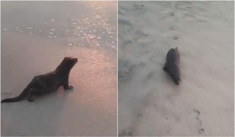 Imagini fabuloase cu un pui de vidră surprins pe litoral, în Eforie 852717