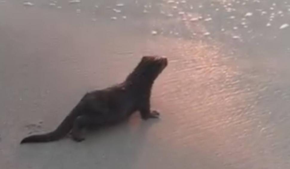 Imagini fabuloase cu un pui de vidră surprins pe litoral, în Eforie 852718