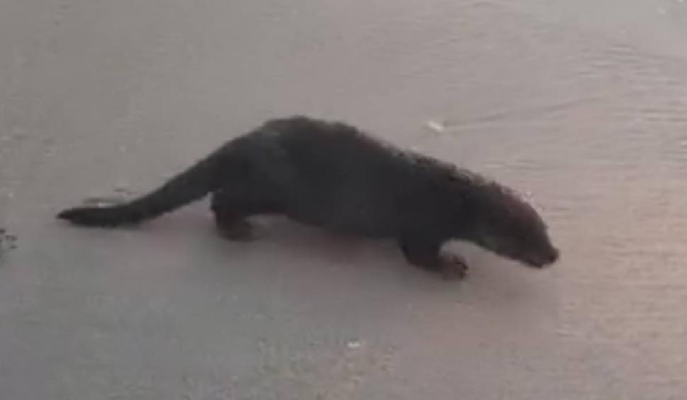 Imagini fabuloase cu un pui de vidră surprins pe litoral, în Eforie 852719