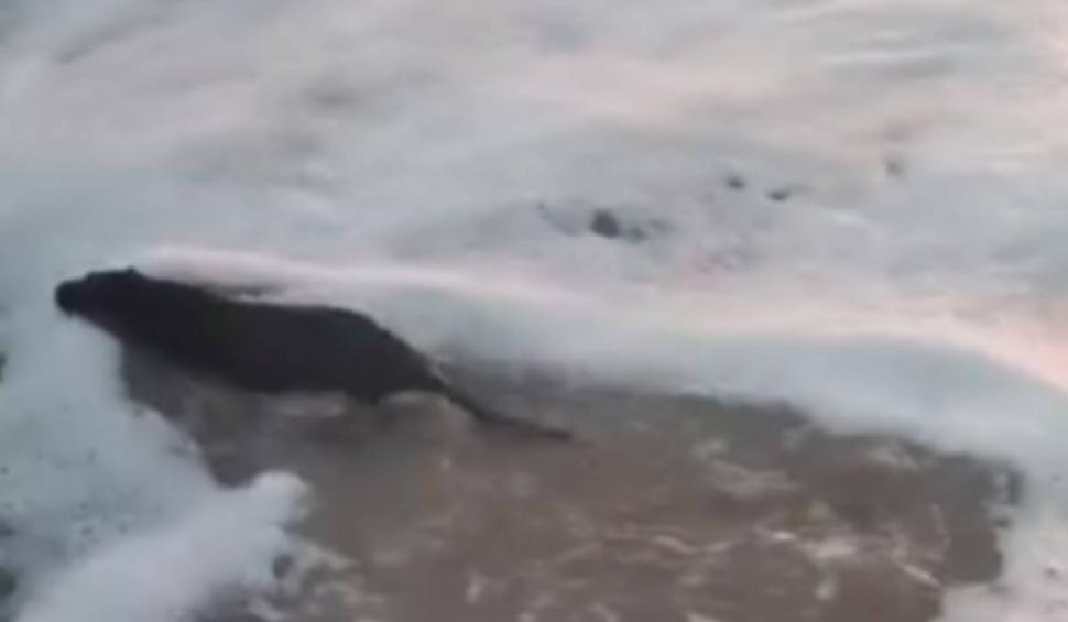 Imagini fabuloase cu un pui de vidră surprins pe litoral, în Eforie 852720