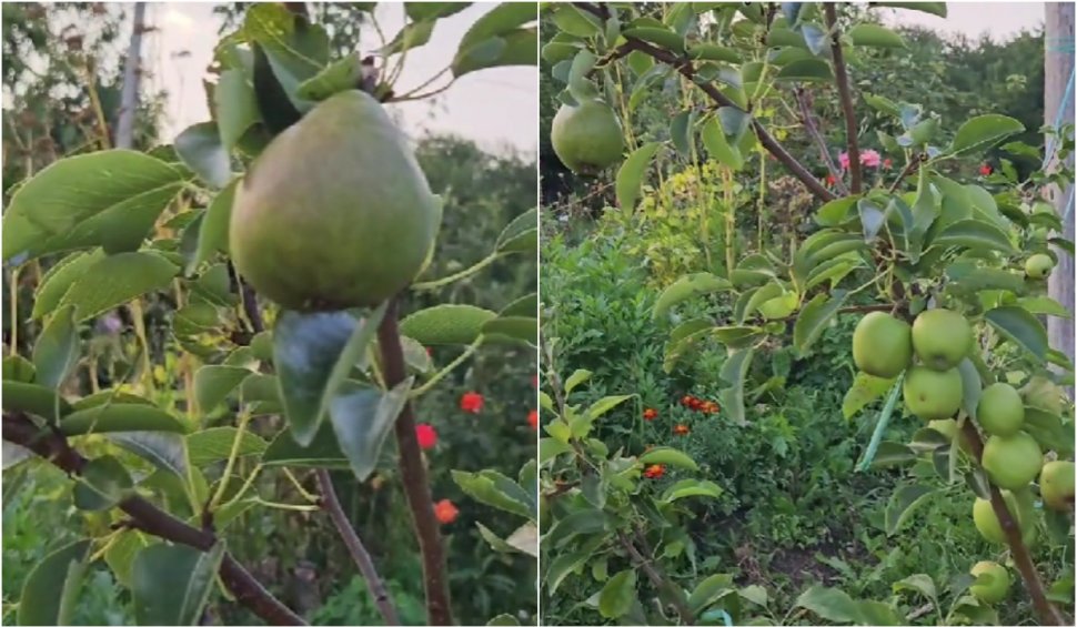 Pomul "de aur" din România care face și mere și pere în același timp