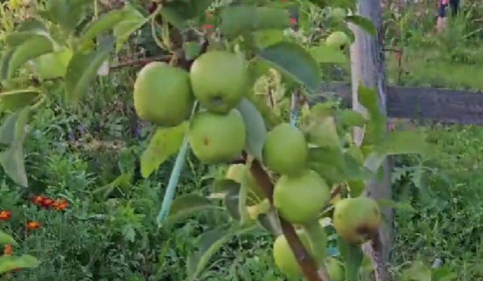 Pomul "de aur" din România care face și mere și pere în același timp 852913