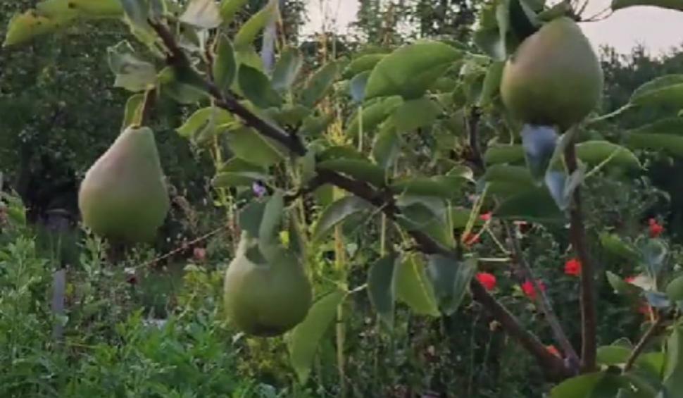 Pomul "de aur" din România care face și mere și pere în același timp 852914