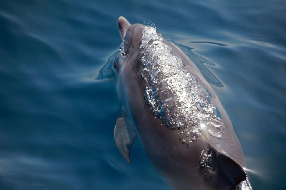 Mai mulți delfini au făcut spectacol la Mamaia, foarte aproape de mal