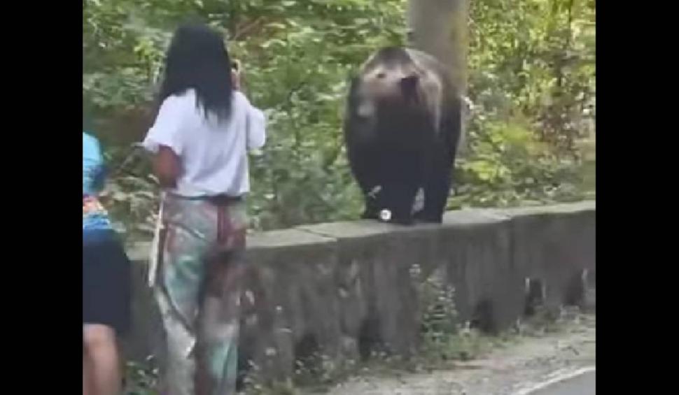 Scene la limita irealului și a tragediei | Momentul în care o mamă își duce fiul să hrănească un urs pe Transfăgărășan  853455