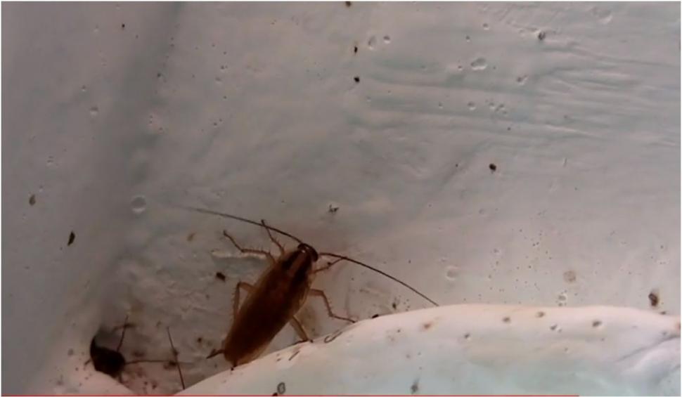 Mișună gândacii prin saloanele unui spital din Olt. Pacienții sunt revoltați 853495