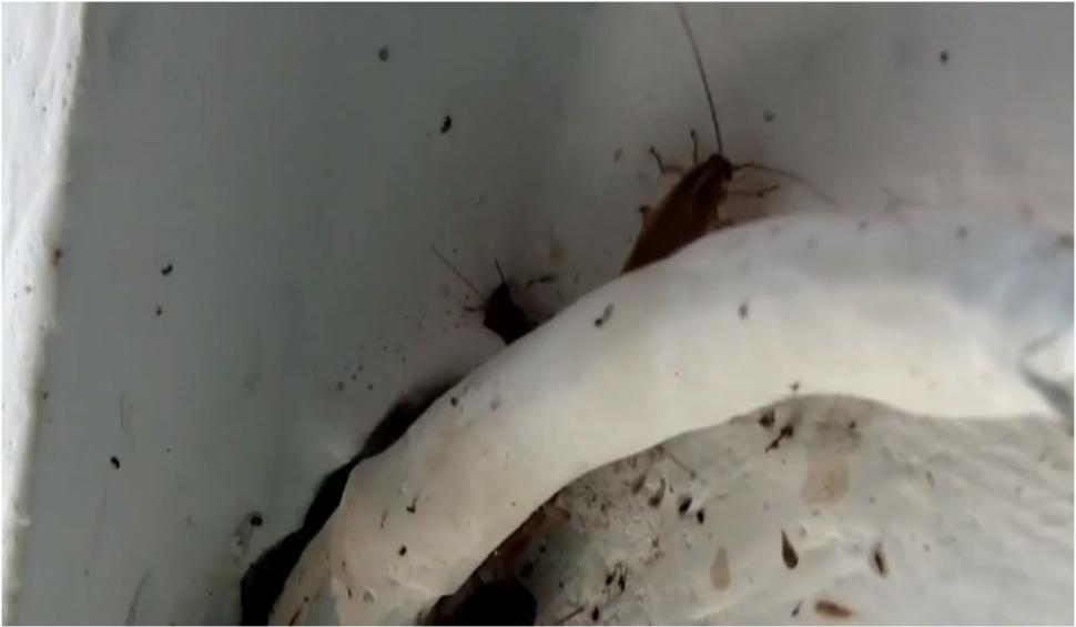 Mișună gândacii prin saloanele unui spital din Olt. Pacienții sunt revoltați 853499