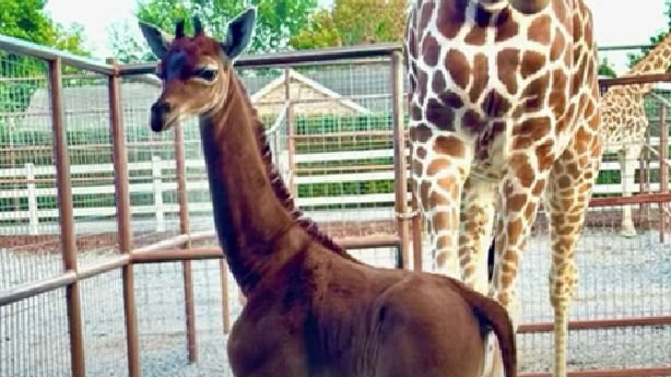 S-a născut o girafă fără pete. Specialiștii cred că ar fi singura din lume