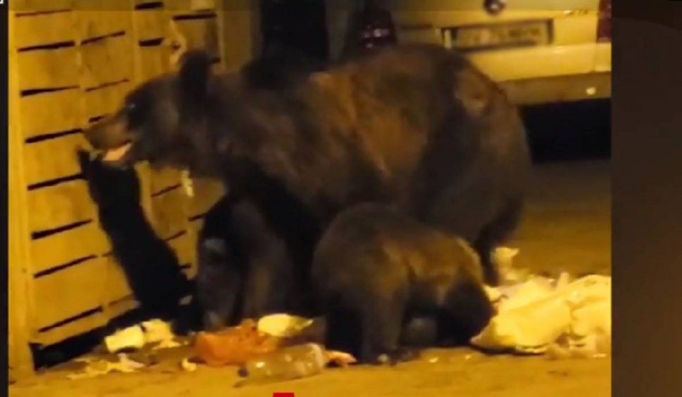 Ursoaică, surprinsă în timp ce lua masa împreună cu cei trei pui ai săi, la un tomberon, în Predeal