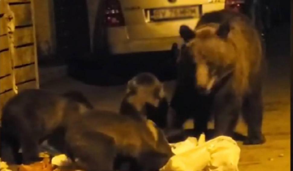Ursoaică, surprinsă în timp ce lua masa împreună cu cei trei pui ai săi, la un tomberon, în Predeal 853659