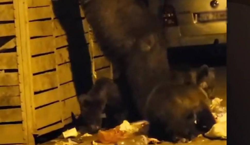 Ursoaică, surprinsă în timp ce lua masa împreună cu cei trei pui ai săi, la un tomberon, în Predeal 853660