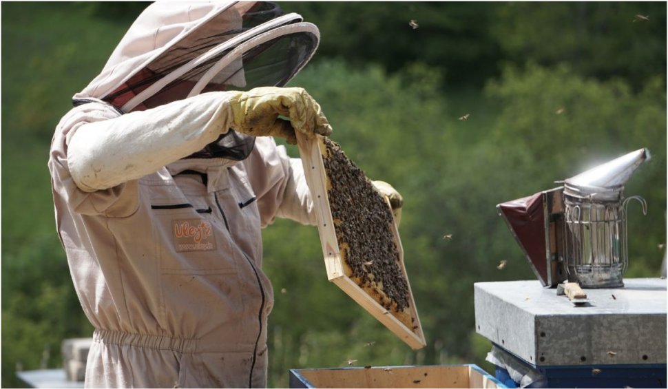 Canicula topește fagurii, iar familiile de albine mor prin sufocare! Semnalul de alarmă al apicultorilor români