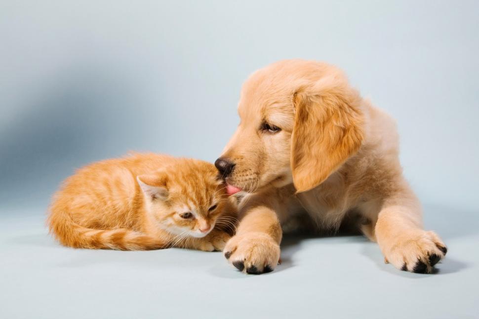 Cele mai periculoase alimente pentru câini şi pisici. Să nu le dai niciodată! 854221