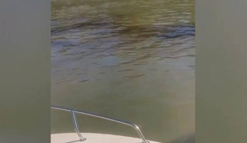 Poluare cu păcură pe Dunăre! Imagini cu petele care se întind pe sute de metri 854510