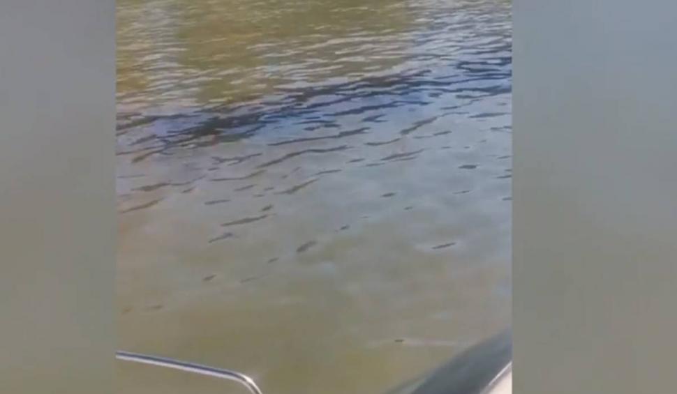 Poluare cu păcură pe Dunăre! Imagini cu petele care se întind pe sute de metri 854511