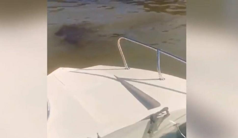 Poluare cu păcură pe Dunăre! Imagini cu petele care se întind pe sute de metri 854512