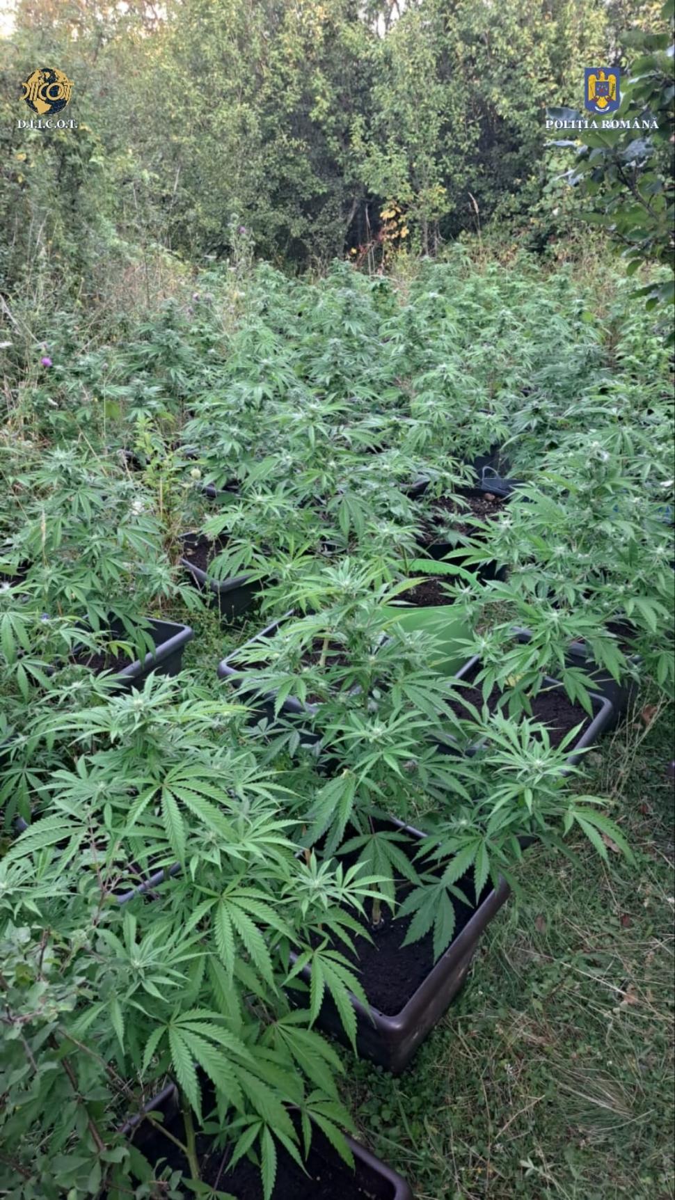 Cultură de canabis, cu peste 100 de plante, descoperită într-o livadă din Caraș-Severin. Liderul grupării care le cultiva a fost prins drogat la volan 854871