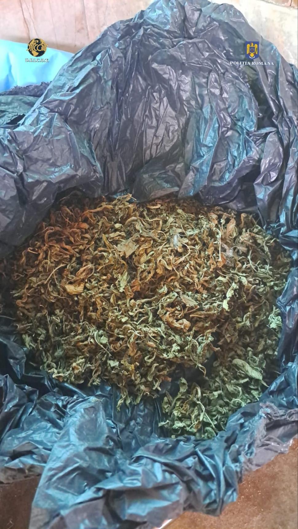 Cultură de canabis, cu peste 100 de plante, descoperită într-o livadă din Caraș-Severin. Liderul grupării care le cultiva a fost prins drogat la volan 854872