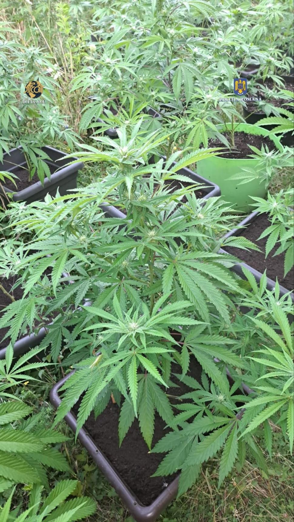 Cultură de canabis, cu peste 100 de plante, descoperită într-o livadă din Caraș-Severin. Liderul grupării care le cultiva a fost prins drogat la volan 854873