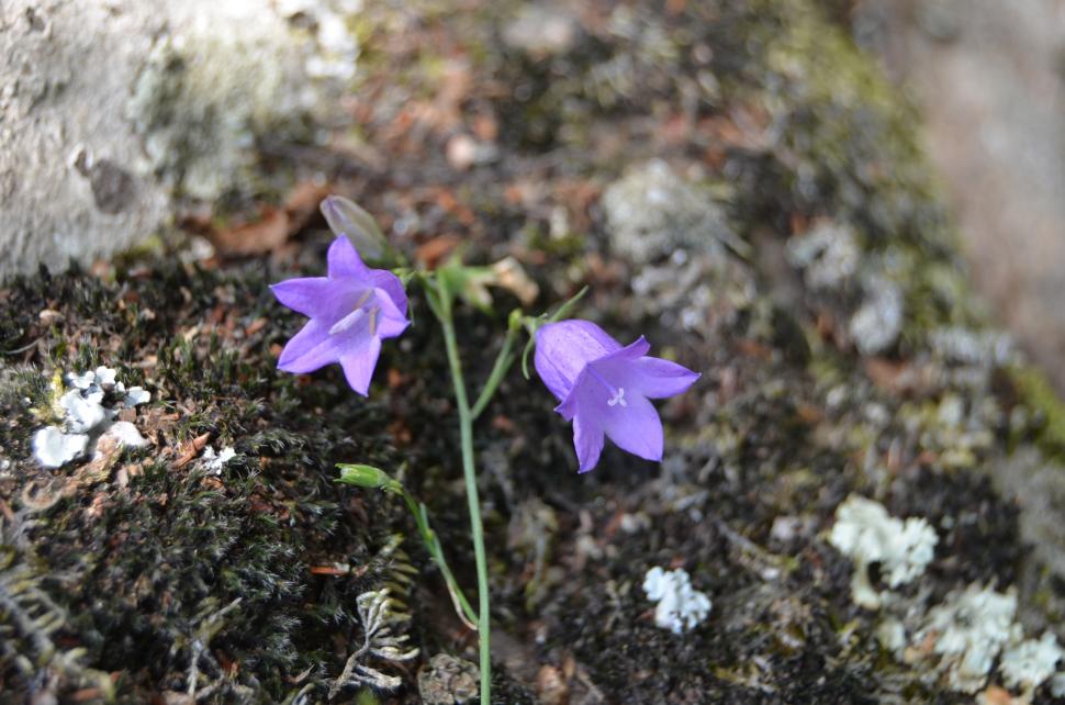 La pas, cu bicicleta sau călare, prin Munții Măcinului 855050
