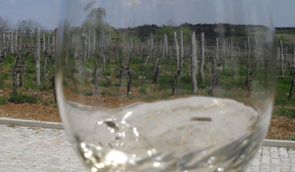 Toamna degustărilor de vinuri pe podgoriile din România 855054